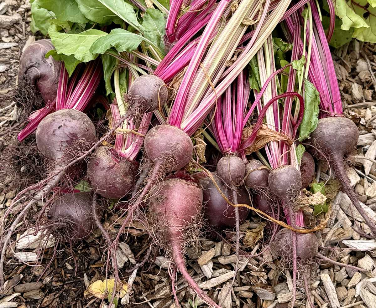 A bunch of freshly picked beetroot on the ground.